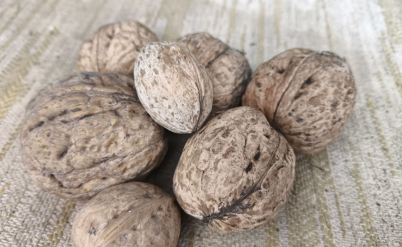 Безотходные грецкие орехи: зачем я всю зиму собираю скорлупу — польза для растений дома и в саду Безотходные грецкие орехи: зачем я всю зиму собираю скорлупу — польза для растений дома и в саду