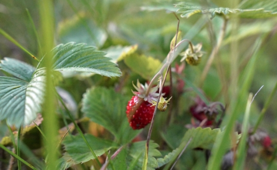Успеть в ноябре: что нужно сделать с клубникой до морозов — обильный урожай крупных ягод, гарантирован