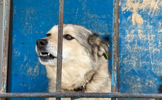 Борьба с бродячими собаками в Плавском районе стоит бюджету 3 млн в год: их отлавливают в течении 5 дней Борьба с бродячими собаками в Плавском районе стоит бюджету 3 млн в год: их отлавливают в течении 5 дней