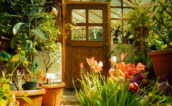 Не сажайте эти 6 растений: захватят ваш сад, отравят воздух и сведут с ума — проверено на себе Не сажайте эти 6 растений: захватят ваш сад, отравят воздух и сведут с ума — проверено на себе